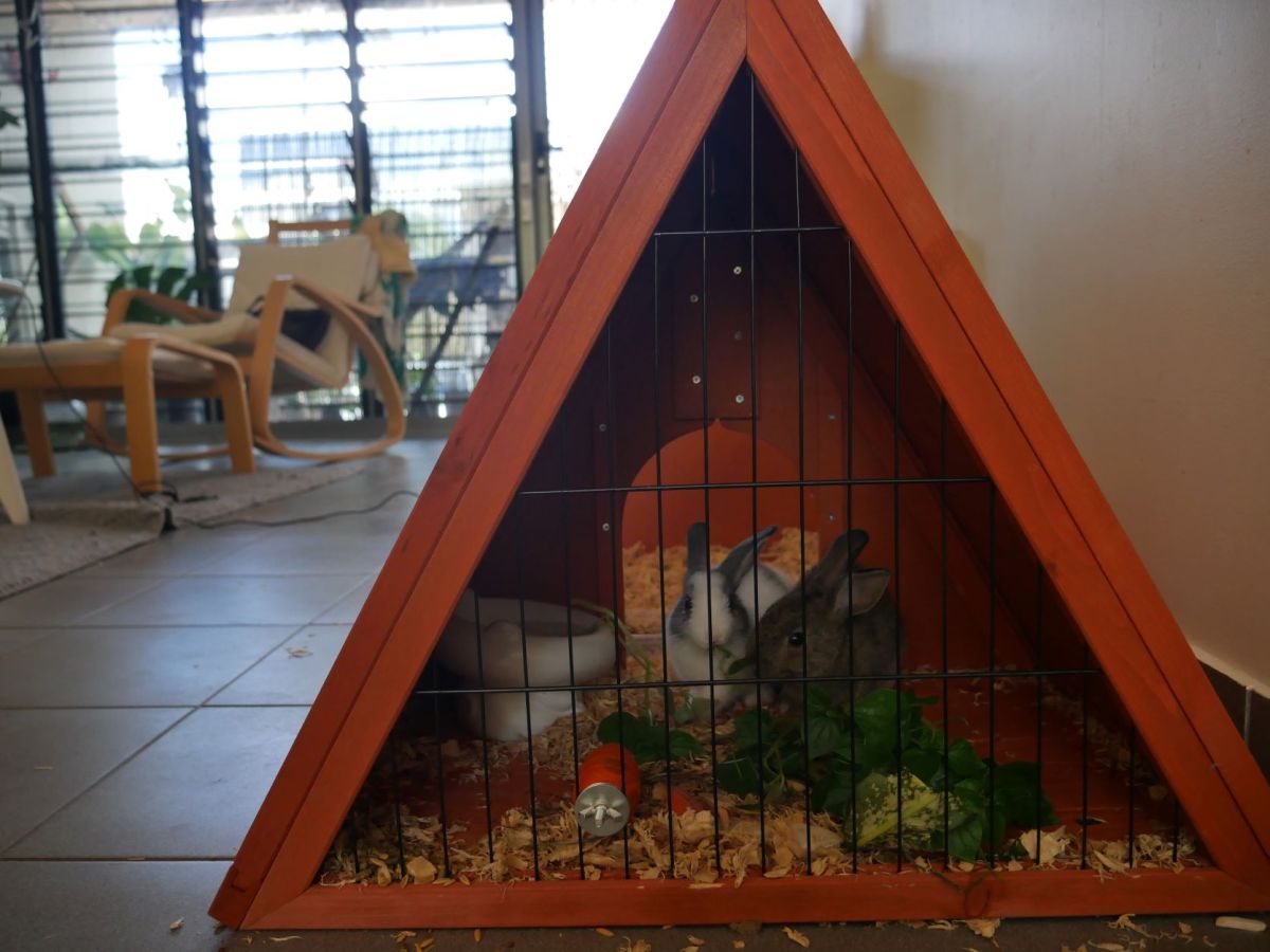 Bunny-sitting in Darwin