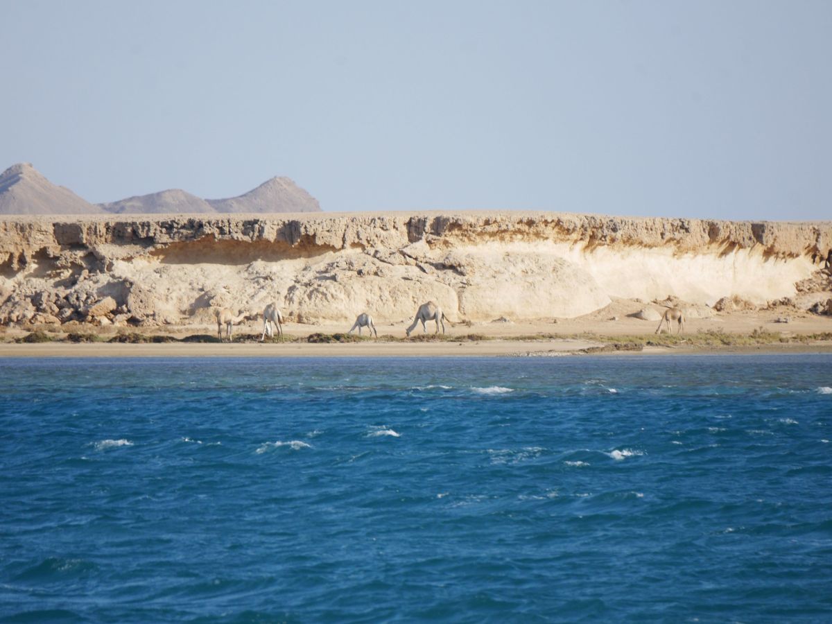 Obelix up the Red Sea